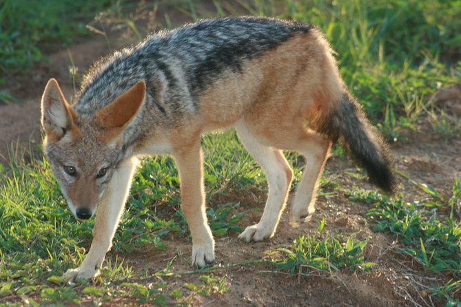 Rietvlei Nature Reserve Half-Day Tour From Pretoria, Every TUESDAY - Cancellation Policy for the Tour