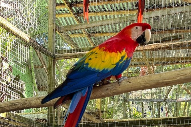 Roatan Monkey Sloth & Macaws Tour With Chocolate and Rum Tasting - Tour Details and Inclusions