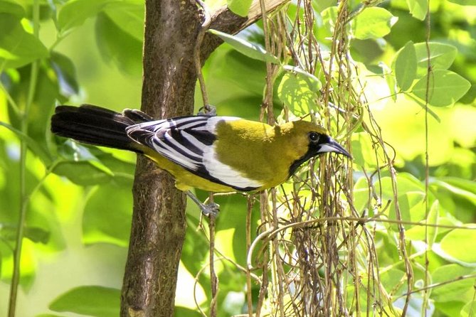 Rocklands Bird Sanctuary & City Highlights Plus Shopping From Montego Bay - Bird Species at Rocklands Bird Sanctuary