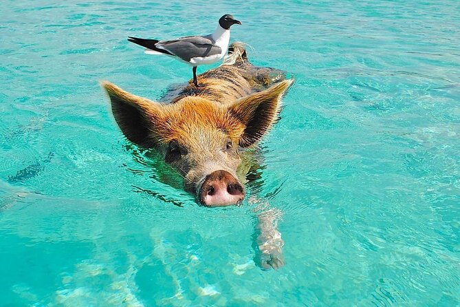 Rose Island 3 Island Luxury Private Tour(8hrs) - Tour Highlights