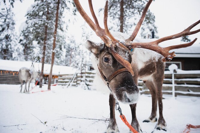 Rovaniemi 2-Day Santa Village, Northern Lights & 4 Activities - Positive Experiences