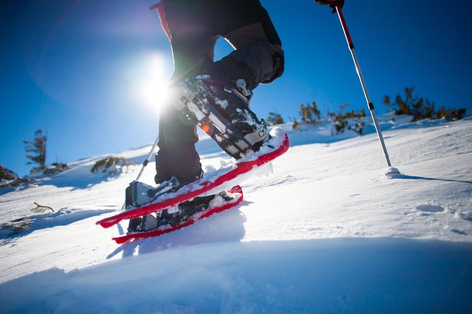 Rovaniemi Snowshoe Hike in Lappish Wilderness - What to Expect on the Snowshoe Hike