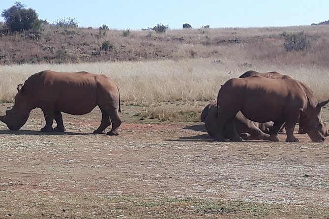 Safari Experience at Rhino & Lion Park - Overview of the Safari Experience