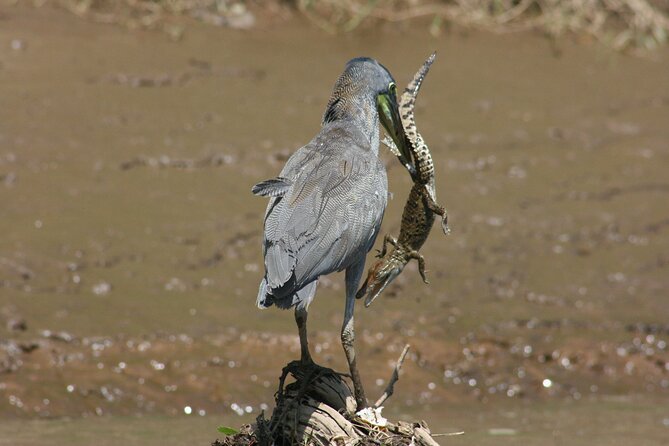 Safari Float on Corobicí River Incl. Lunch - Highlights of the Safari Float
