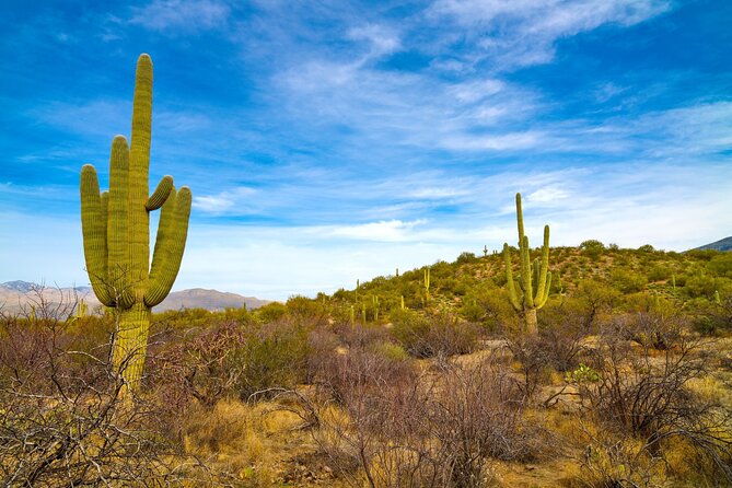 Saguaro National Park Self-Guided Driving Audio Tour - Overview and Benefits