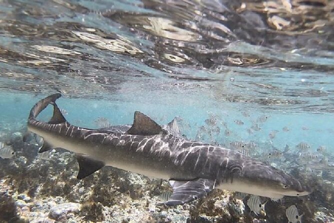 Sal Island: Private Tour Shark Bay Experience From Santa Maria - Pricing and Booking Details