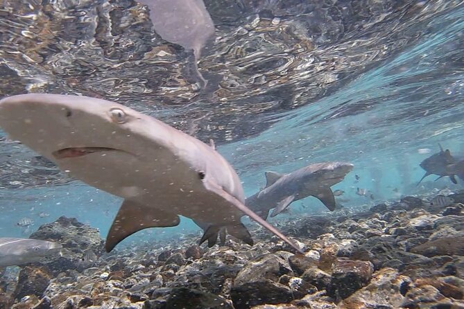 Sal Island: Shark Bay Shark Watching Experience From Santa Maria - Tour Details and Inclusions