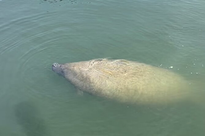 Sandbar & Island Hopping With Dolphins in Madeira Beach - Exciting Dolphin Encounters