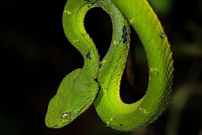 Santa Elena Nature Reserve Night Walk  - Puntarenas - Experience Details