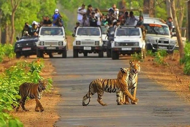 Sariska Tiger Reserve Safari Tour From Jaipur - Tour Highlights and Itinerary