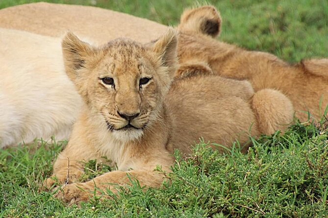 Schotia Big 5 Safari Port Elizabeth (Optional Accommodation) - Pickup Details