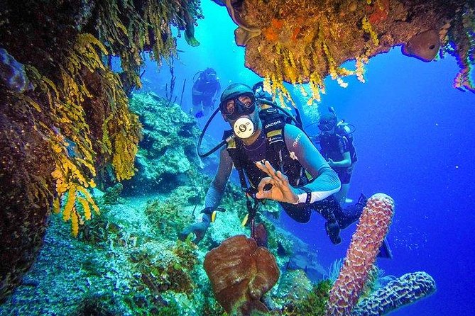 Scuba Diving at Catalina Island - All Inclusive - Full Day Tour - Tour Highlights