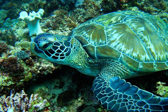 Scuba Diving in Boracay: SSI Basic Diver for Beginners - Course Details