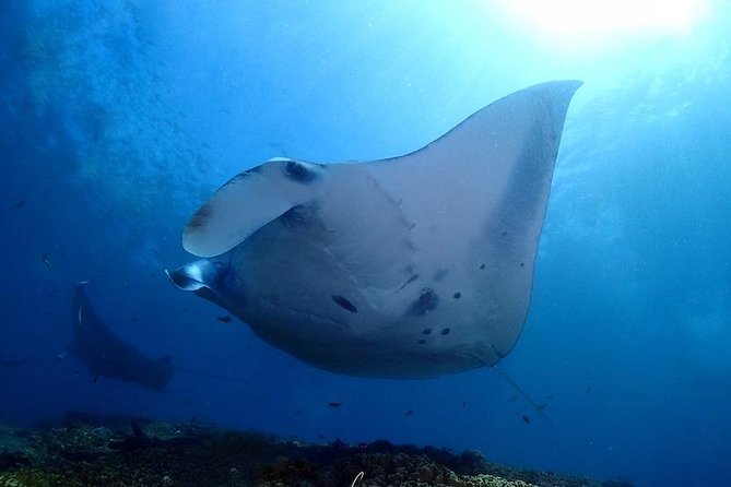 Scuba Diving in Nusa Penida - Manta Point - Pricing and Booking
