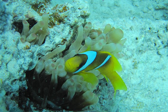 Sea Scope Semi Submarine Sea Trip 2 Hours With Transfer - Sharm El Sheikh - Trip Duration and Transfer Service