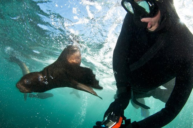 Seal Snorkeling With Animal Ocean in Hout Bay - Pricing and Booking