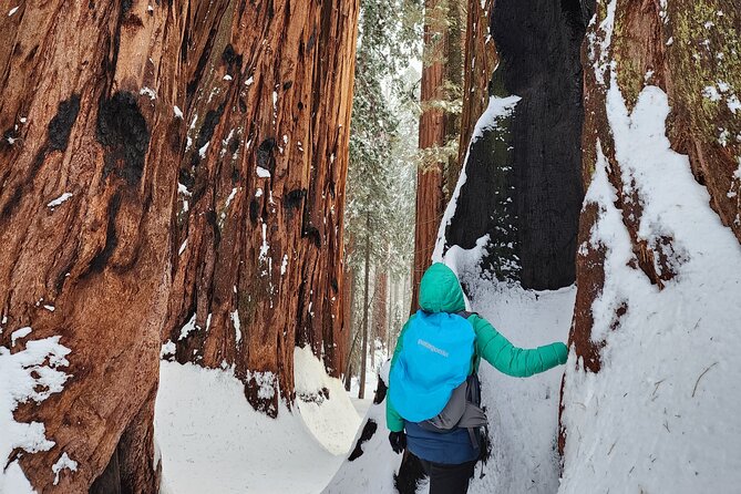 Sequoia National Park Snowshoe Adventure