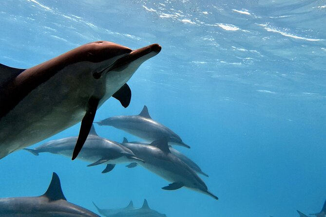 Shaab Samadai Reef - Dolphin House Snorkeling Tour at Marsa Alam - Itinerary Details