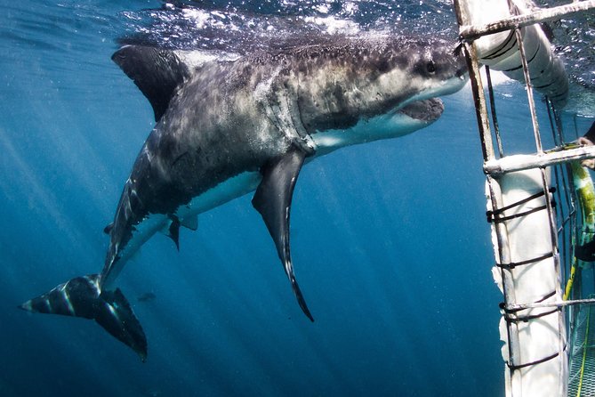 Shark Cage Diving - Adventure Meets Conservation! - Tour Details