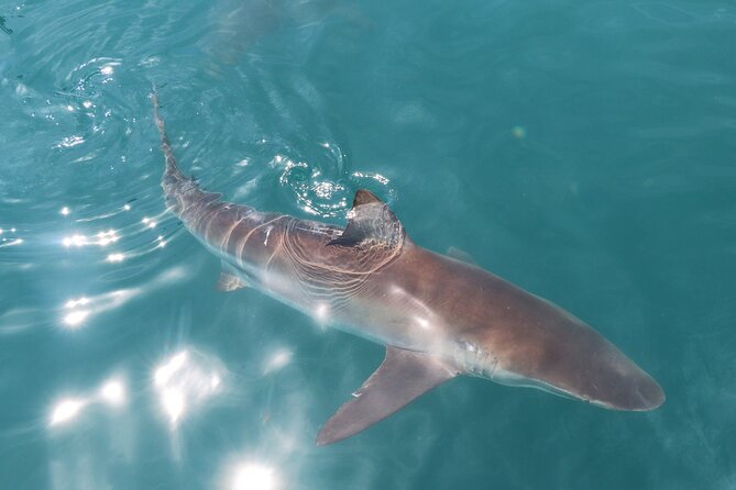 Shark Cage Diving and Viewing From Hermanus - Pricing and Booking