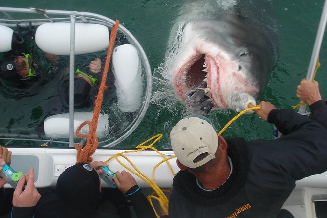 SHARK CAGE DIVING and VIEWING (Incl. Transfers From Cape Town) - Inclusions and Amenities