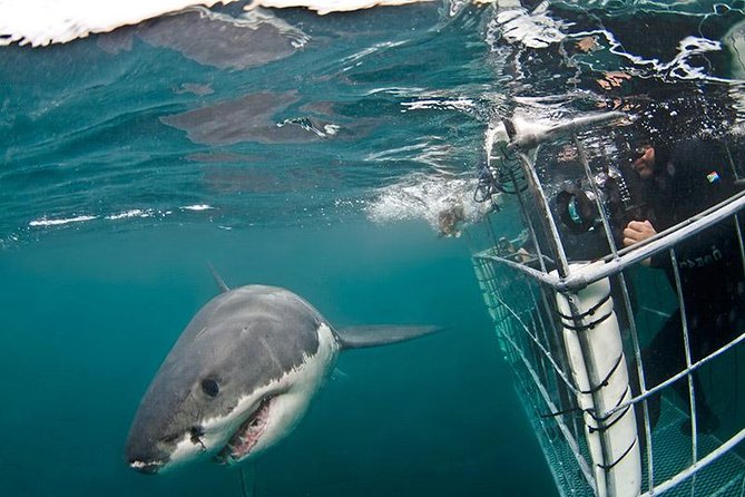 SHARK CAGE DIVING and VIEWING (Self Drive) - Overview and Experience