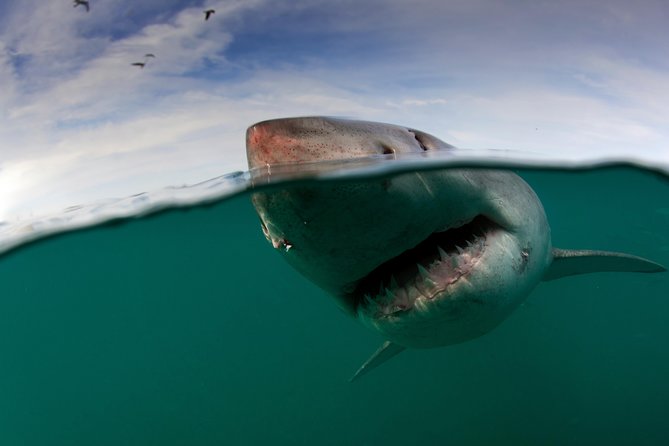 Shark Cage Diving Cape Town - Overview of Shark Cage Diving