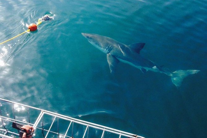 Shark Cage Diving Viewing Only - Overview and Experience