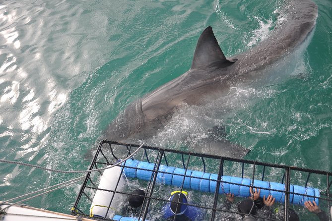 Shark Cage Diving Viewing & Whale Watching Tours Combination - Pricing and Reservation