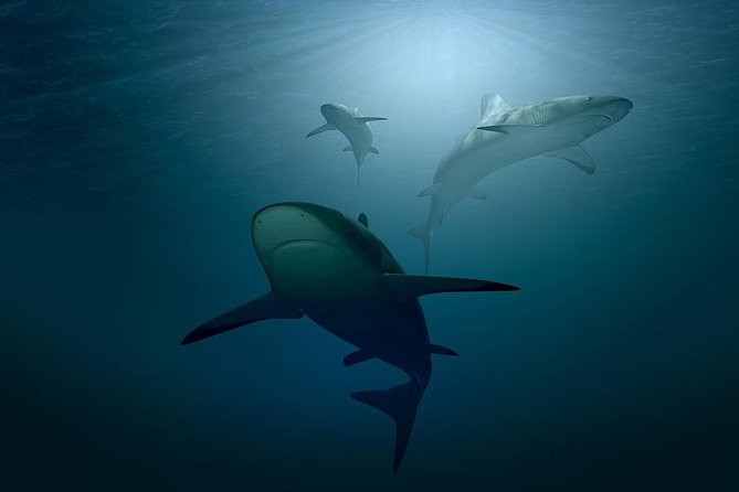Shark Diving Adventure Penguins in Gansbaai From Cape Town F Day - Hassle-Free Transfer From Cape Town