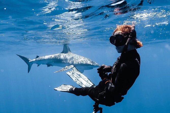 Shark Diving and Snorkeling in Oahu Hawaii - Overview and Location
