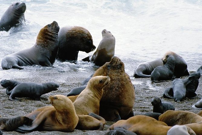 Shore Excursion: Private Day Trip to Peninsula Valdes From Puerto Madryn - Pricing and Booking Details