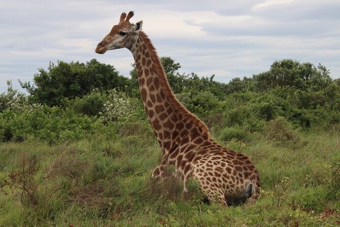 Shore Excursion Richards Bay Big 5 Safari Experience - Additional Information