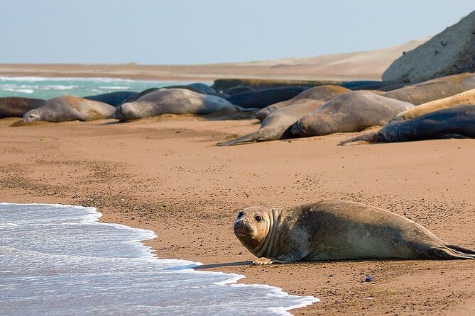 Shore Excursion to Peninsula Valdés for Cruises - Tour Details