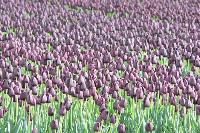 Skagit Valley Tulip Festival Day Trip From Seattle - Festival Overview