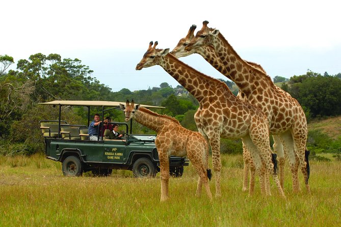 Skip the Line: 2-Hour Guided Game Drive at Kragga Kamma Game Park Ticket - Overview of Kragga Kamma Game Park