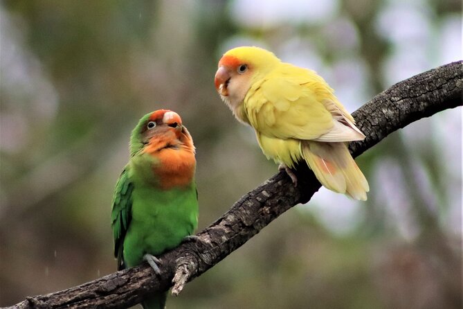Skip the Line: Birds of Eden Admission Ticket - Pricing and Guarantee