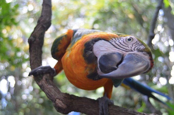 Skip the Line: Rescate Wildlife Rescue Centre General Admission Ticket - Overview of Rescate Wildlife Rescue Centre