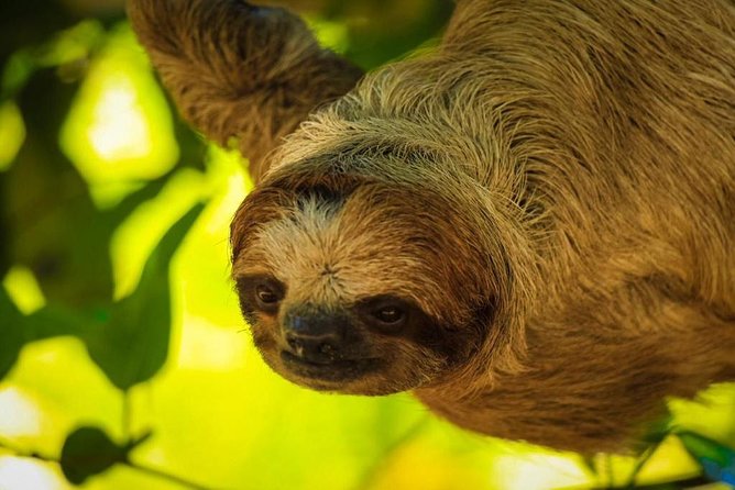 Sloths Sanctuary/Monkeys Play Dune Buggy/ATV Adventure & Private Beach Resort - Excursion Details