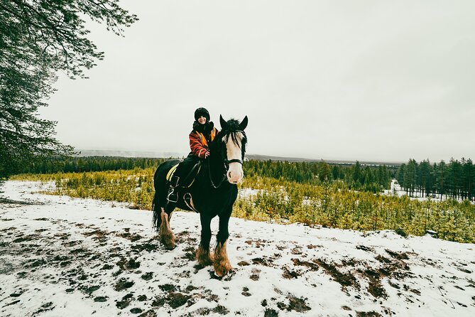 Small-Group Arctic Circle Horse Riding From Rovaniemi - Horse Riding in the Arctic Circle