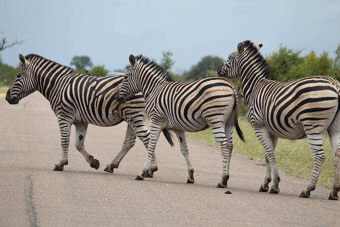Small-Group Full-Day Safari in Kruger National Park With Lunch - Safari Itinerary