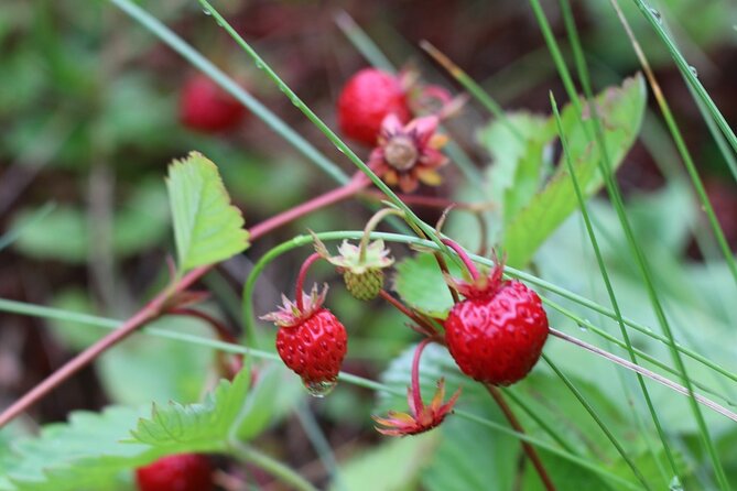 Small-Group Hiking and Cooking Adventure in a Finnish Forest - Forest Exploration