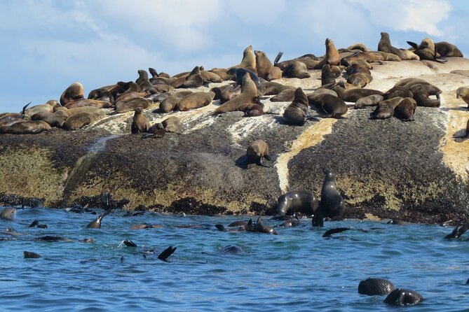 Snorkel With Seals, Lunch at a Brewery & Bo-Kaap - Lunch at a Brewery