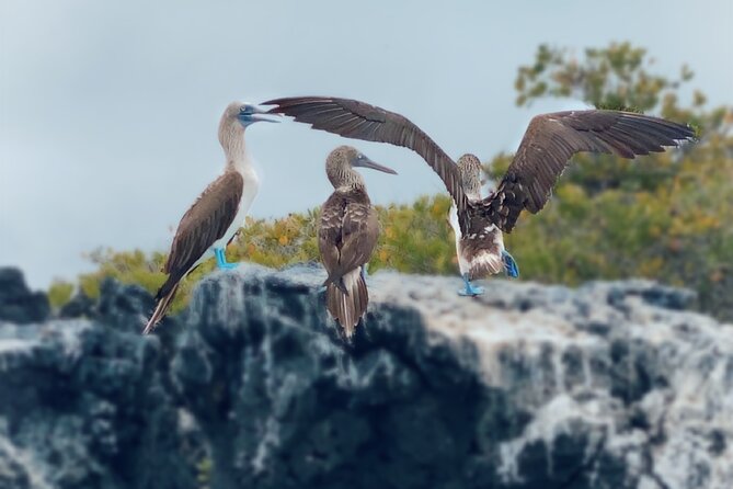 Snorkeling and Fauna Observation at Las Tintoreras Islet - Native Tour Operator