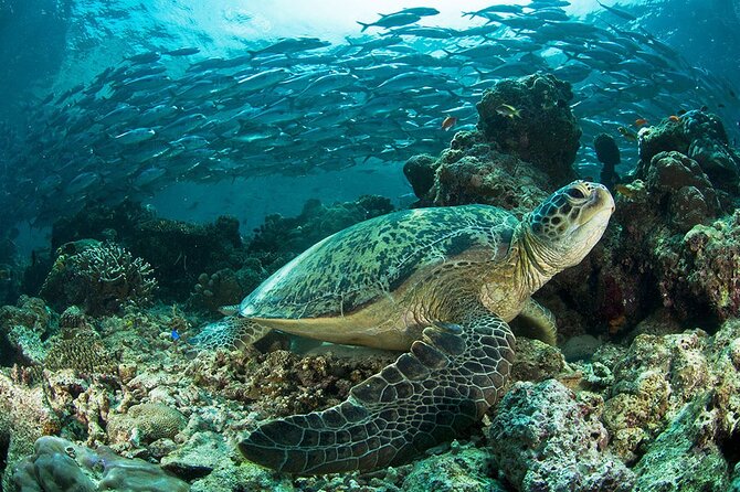 Snorkeling at Caño Island - Traveler Experiences