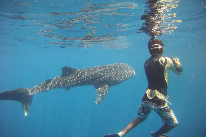 Snorkeling at Catalina Islands & North Island - CR - Snorkeling Tour Highlights