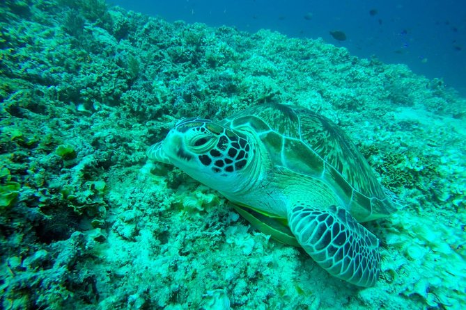 Snorkeling Trip 3 Gili Island Sharing Trip and Private Trip - Pricing and Booking Details
