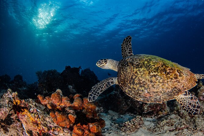 Snorkeling Trip to Menjangan Island - Booking Process