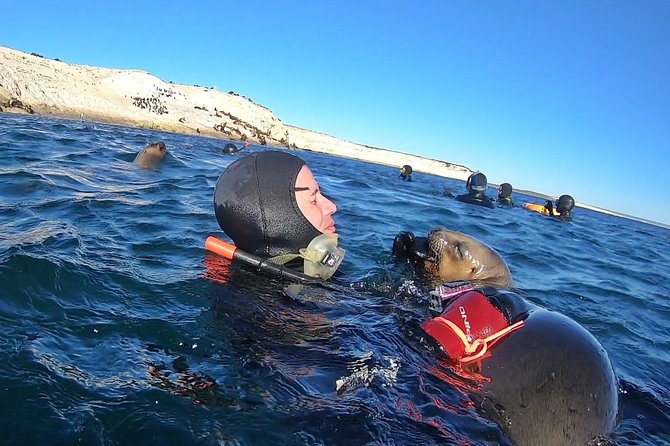 Snorkeling With Sea Lions by Madryn Buceo - Overview and Itinerary