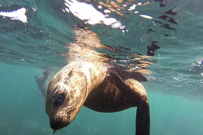 Snorkeling With Seals and Cape Peninsula Full-Day Private Tour - Tour Overview and Inclusions
